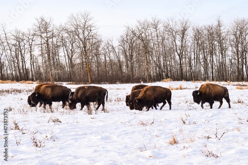 Elk Island park