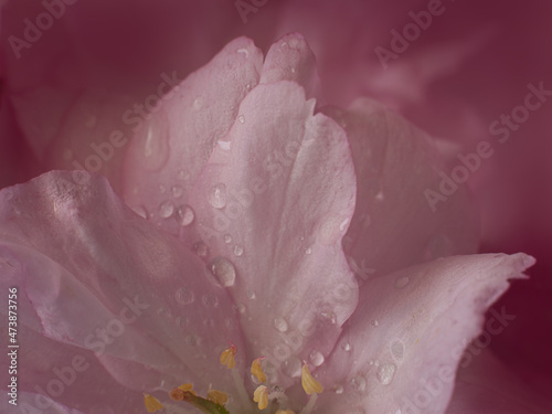 Fototapeta Naklejka Na Ścianę i Meble -  Macro view of a part of sakura flower cherry blossom with dew drops.