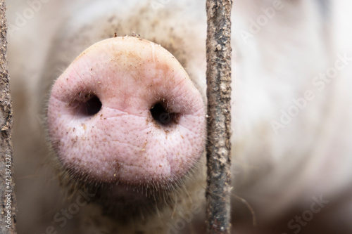 Pig snout close-up between the bars of the fence.