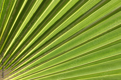 Palm Leaves texture with shadow.Tropical palm leaves. floral pattern background.Palm leaves on which a good shadow falls. Graphic drawing on a palm leaf. Natural patterns.Natural beautiful background.