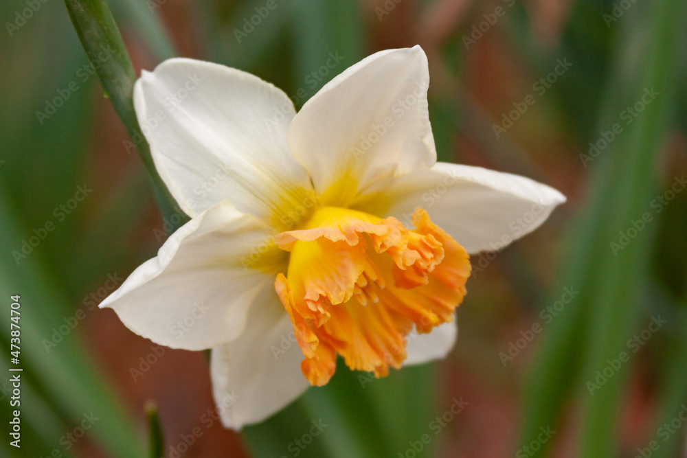 Fototapeta premium daffodils in spring