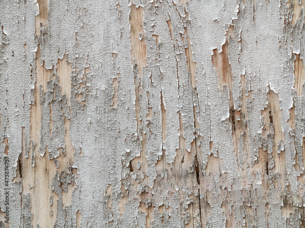 Fototapeta premium Old wooden board with the white paint peeled off