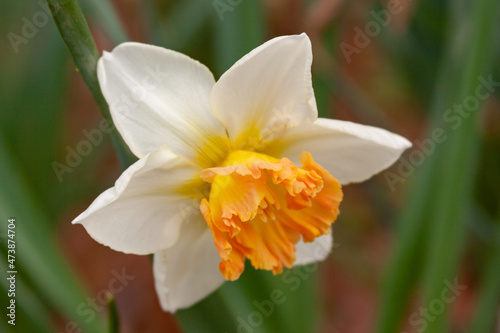 daffodils in spring © fgsmiles