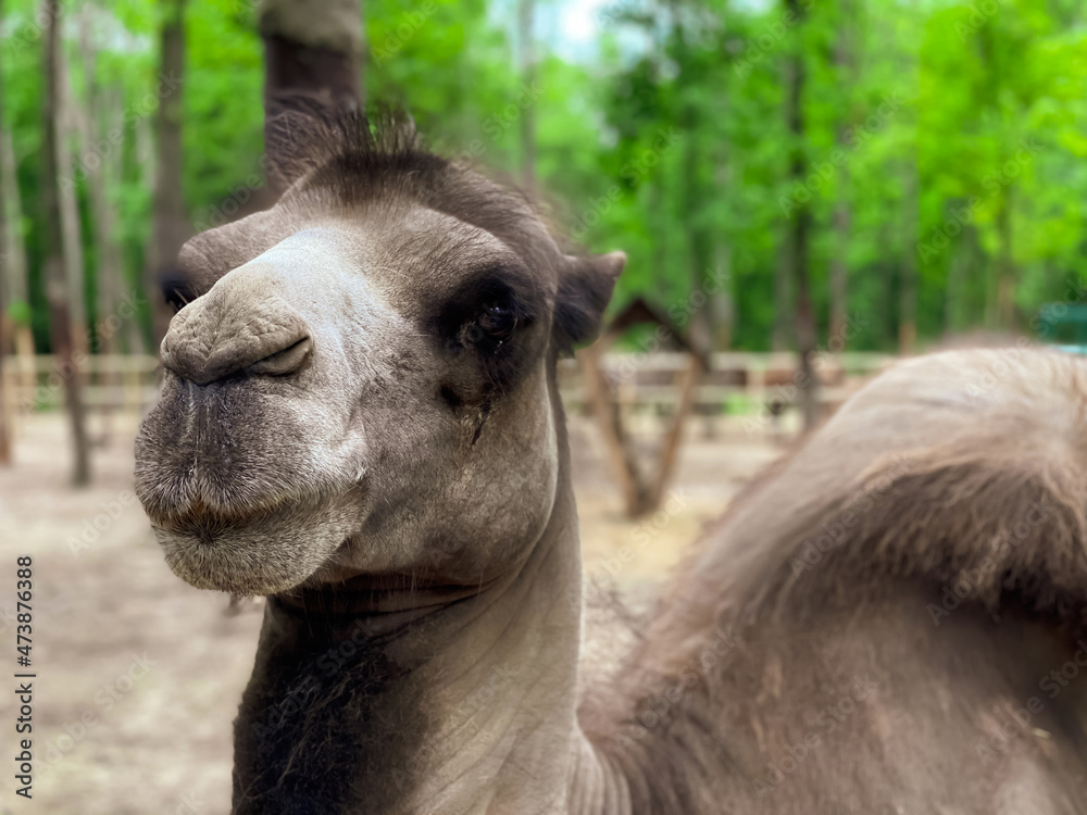 Bactrian camels on the territory of the zoo in the park area