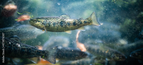 Underwater view of a shoal of young river trouts (Salmo trutta fario) in a fish farm