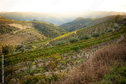 vineyards of Douro Wine Region on the slopes of Douro river  Municipality of Sao Joao da Pesqueira  Viseu  Portugal