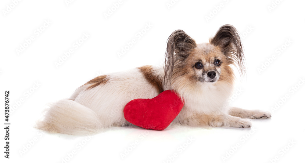 Continental toy spaniel, papillon Dog with a red fabric heart