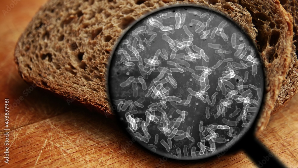Fototapeta premium Searching for bacteria in bread