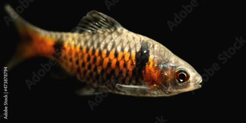 Odessa barb (Pethia padamya) with a dark background