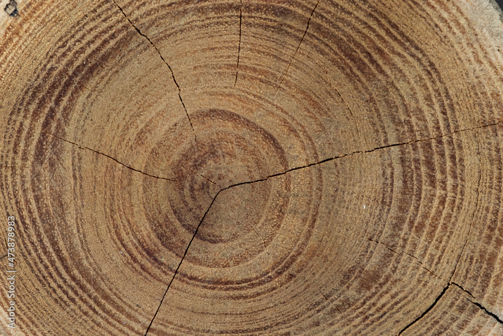 Wood abstract texture. Surface grunge backdrop. Dirty wooden effect pattern. Material background. Wood abstract texture. Surface grunge backdrop. Dirty wooden effect pattern. Material background.