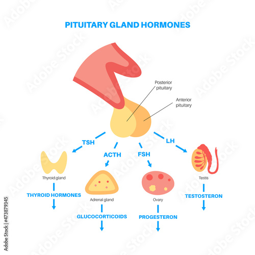 Pituitary gland hormones