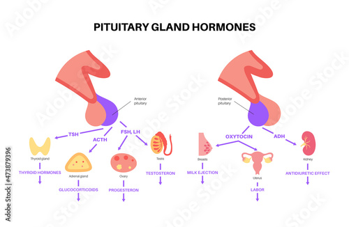 Pituitary gland hormones photo