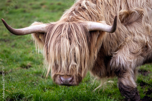 Highland cattle or Highland cow it's a Scottish breed of rustic cattle. It originated in the Scottish Highlands and the Outer Hebrides islands of Scotland and has long horns and a long shaggy coat. 