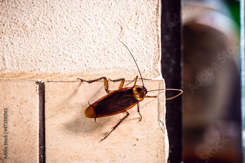 Periplaneta cockroach, known as red cockroach or American cockroach,walking along the wall of the house, fear of cockroach photo