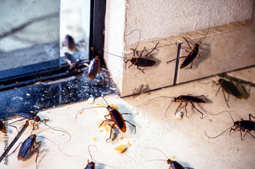 Periplaneta cockroach, known as red cockroach or American cockroach, cockroaches invading apartment, indoors through the door photo