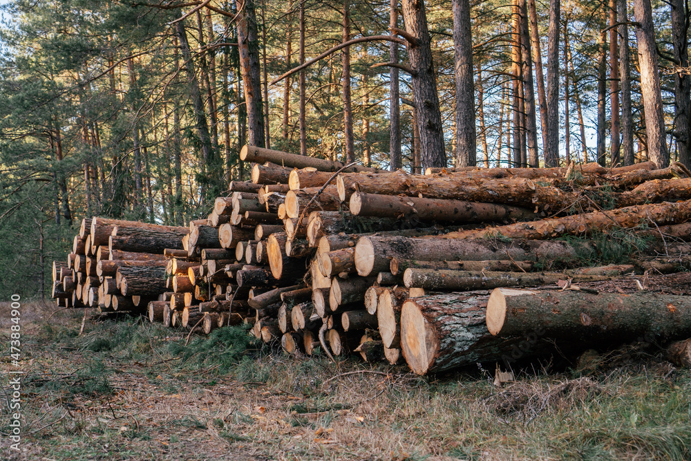 Sawed pine trees, stacked in stacks against background of forest. Logging for production Sawed pine trees, stacked in stacks against background of forest. Logging for production