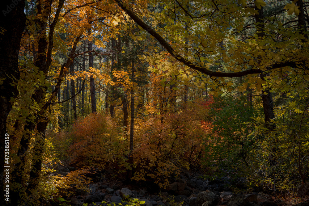 Colors of Fall in Sedona Arizona 2021