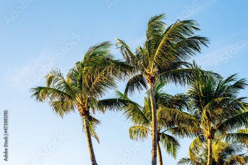 Fototapeta Naklejka Na Ścianę i Meble -  Palm trees with solid blue sky background 