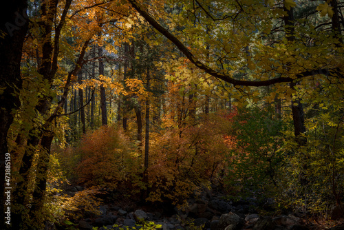 Obraz na płótnie Colors of Fall in Sedona Arizona 2021 w salonie