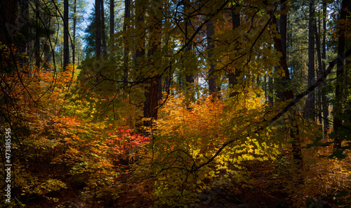 Obraz na płótnie Colors of Fall in Sedona Arizona 2021 w salonie