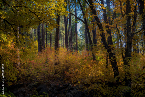 Obraz na płótnie Colors of Fall in Sedona Arizona 2021 w salonie