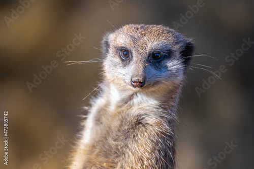 Detailed view of cute meerkat