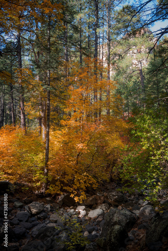 Obraz na płótnie Colors of Fall in Sedona Arizona 2021 w salonie