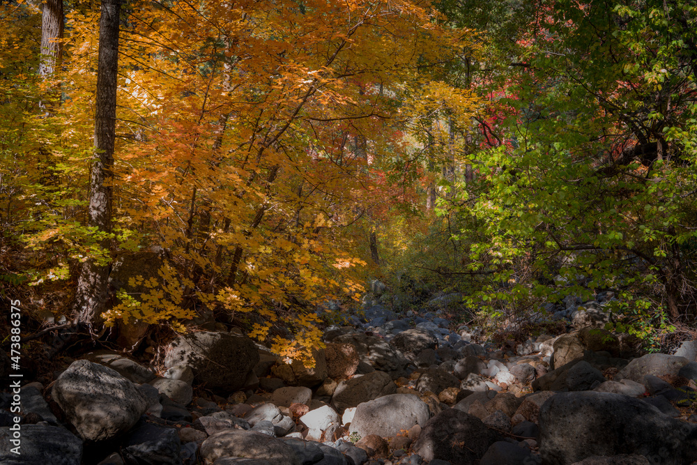 Colors of Fall in Sedona Arizona 2021