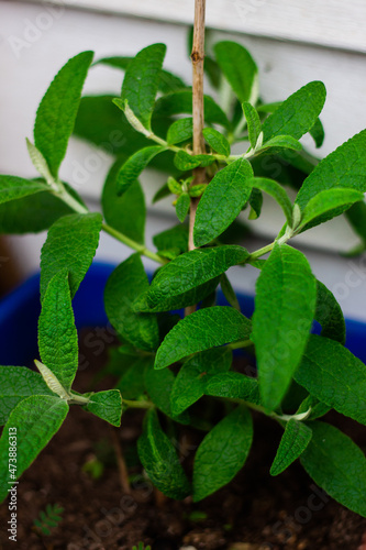 medicinal plant matico photo