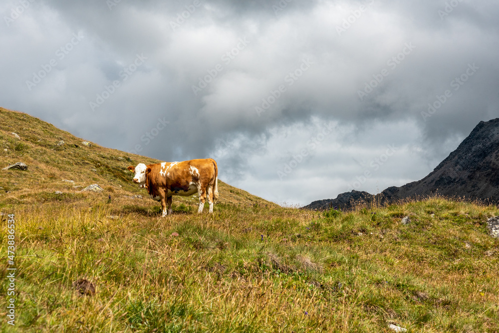 Scenic alpine landscape in the High Tauern National Park during a hike around Mt. Grossglockner Scenic alpine landscape in the High Tauern National Park during a hike around Mt. Grossglockner