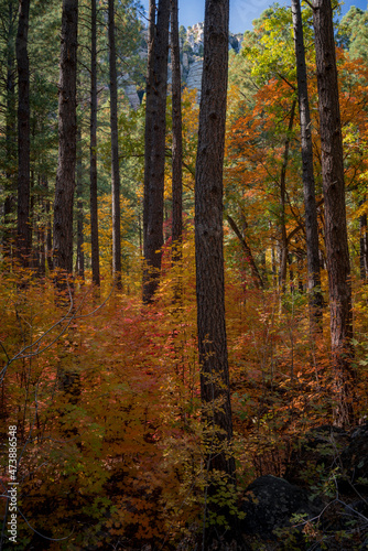 Colors of Fall in Sedona Arizona 2021 © jearlwebb