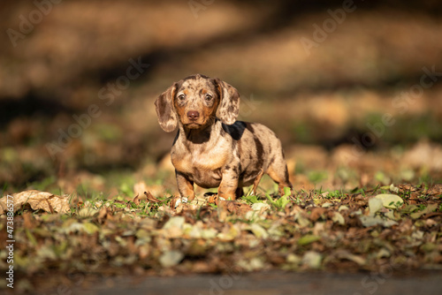 dachshund puppy on leaves in the park