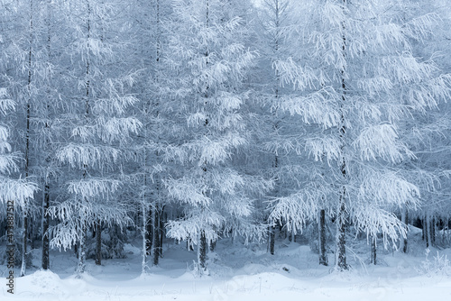 snow covered trees in winter