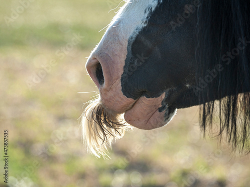 Gypsy Vanner Horse stallion detail on mustache