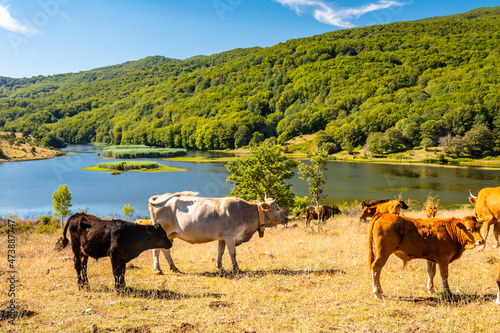 View of Biviere lake and grazing cows, Nebrodi National Park, Sicily, Italy