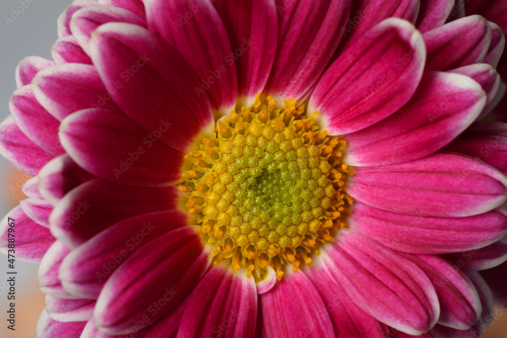 Beautiful blooming chrysanthemum flower on grey background, closeup Beautiful blooming chrysanthemum flower on grey background, closeup