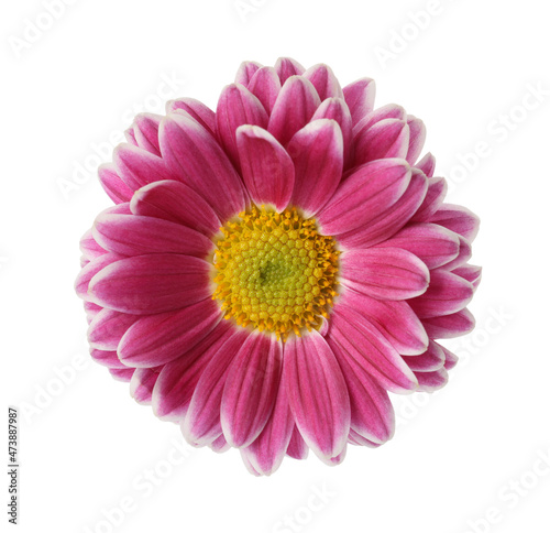 Beautiful blooming chrysanthemum flower isolated on white © New Africa