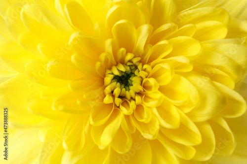 Beautiful yellow chrysanthemum flower as background  closeup