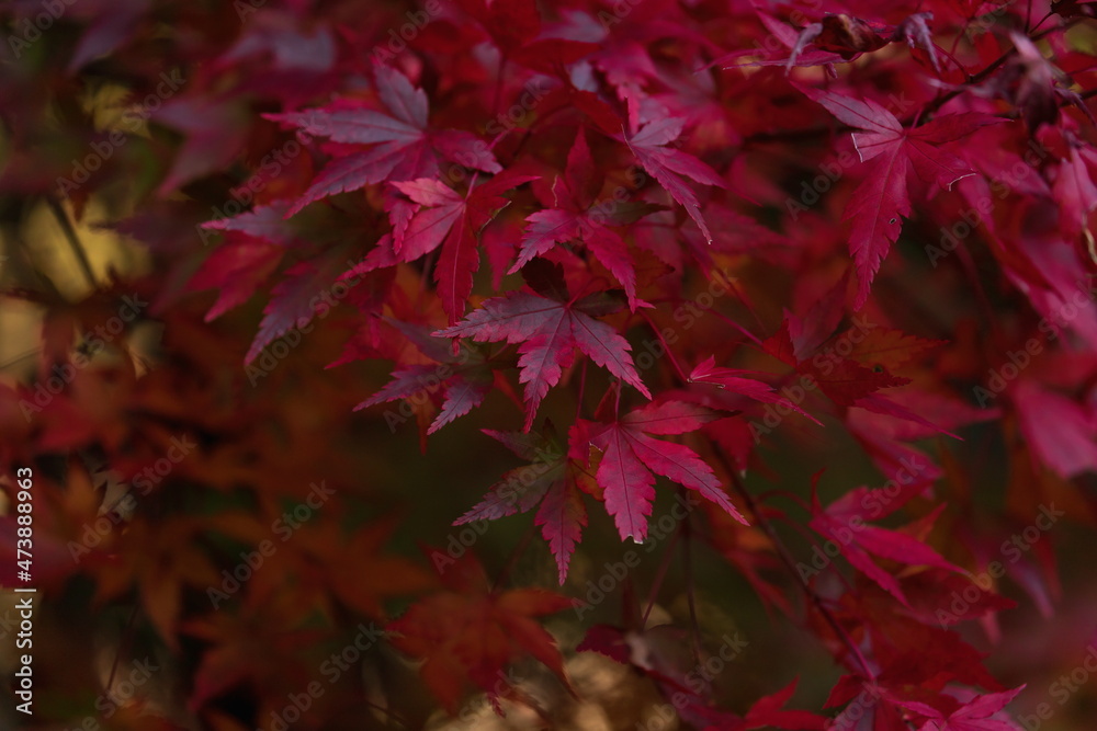 Autumn leaves at oboke gorge , deep crimson leaves , miyoshi city, tokushima, Shikoku, Japan Autumn leaves at oboke gorge , deep crimson leaves , miyoshi city, tokushima, Shikoku, Japan