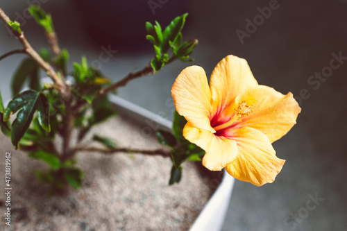 close-up of yellow cuban hibiscus flowerin pot indoor by the window light photo