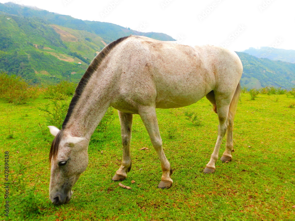 Obraz premium caballo. horse