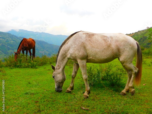 caballo. horse