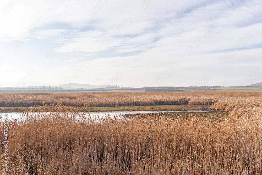 Autumn view of Aldomirovtsi marsh, Bulgaria Autumn view of Aldomirovtsi marsh, Bulgaria