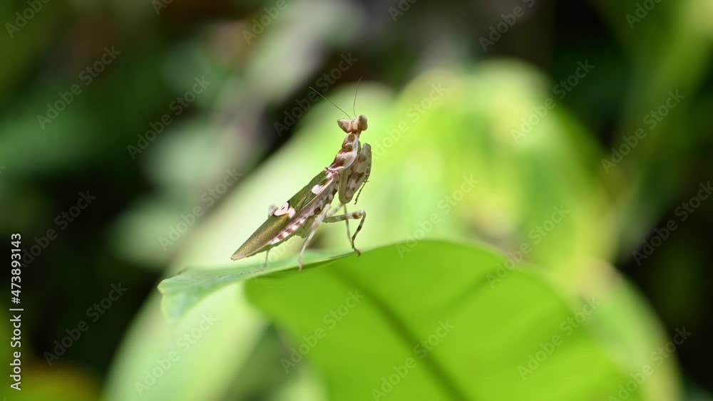Seen on top wide leaf moving with some wind as it faces towards the deep of the forest thinking about its future, Jeweled Flower Mantis, Creobroter gemmatus, Thailand. Seen on top wide leaf moving with some wind as it faces towards the deep of the forest thinking about its future, Jeweled Flower Mantis, Creobroter gemmatus, Thailand.