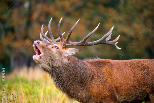deer stag