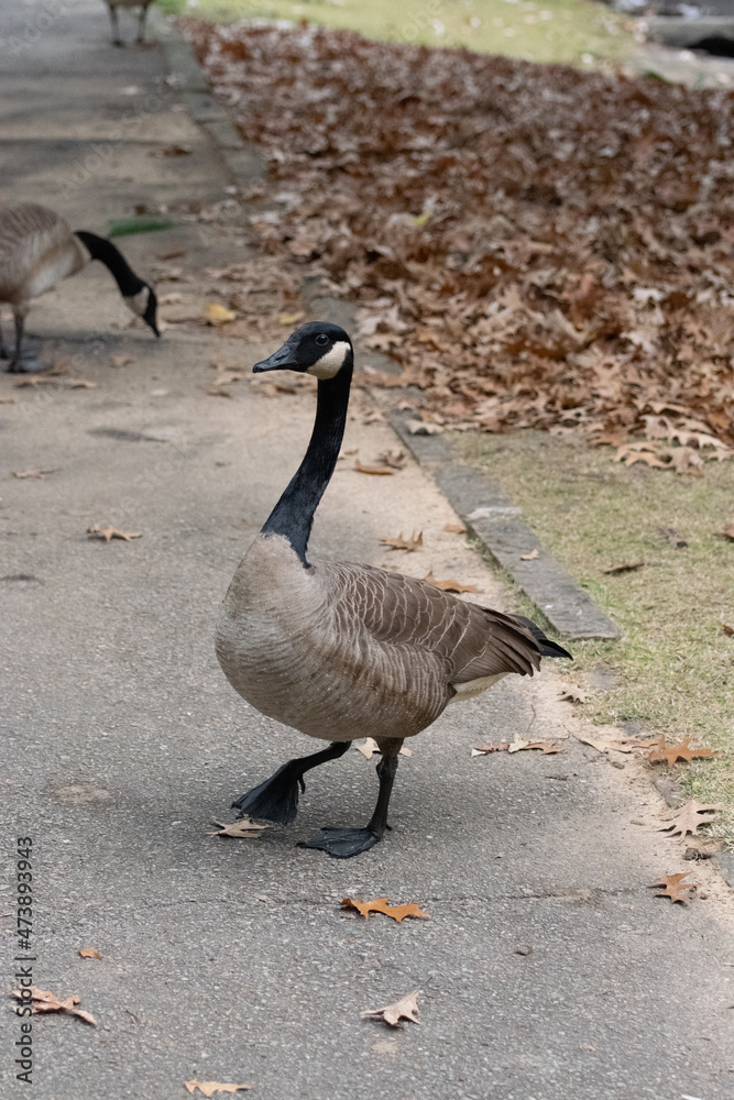 Canada Goose Canada Goose