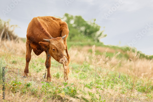 Funny cow grazing on green pasture © Pixel-Shot
