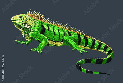 Green iguana, beautiful, art.illustration, vector