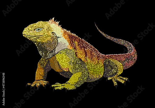 Galapagos land iguana, exotic, large, stout iguana, reptilian, vector