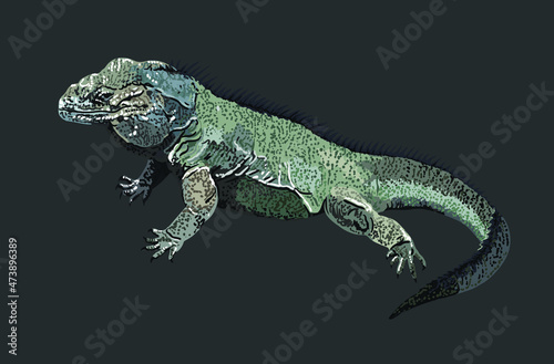 Rhinoceros iguana  tame animal   well built  exotic  vector  isolated grey background